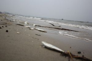 Cá chết dạt vào bờ biển Đà Nẵng khá lớn trong sáng 29-4. Ảnh nld.com
