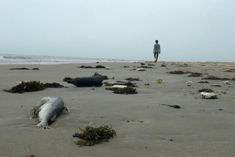 Ảnh chụp ngày 20/4/2016, cho thấy một người đàn ông đang trên bờ biển giữa những con cá chết ở một bãi biển thuộc huyện Quảng Trạch, tỉnh Quảng Bình. Ảnh: STR / AFP / Getty Images